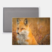 Wiesen-Fuchs-Magnet Magnet (Vorderseite/Rückseite)