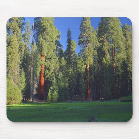 Wiesen-Mammutbaum Mousepad (Vorne)