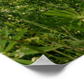 Wiesen mit Lupinen Poster (Ecke)