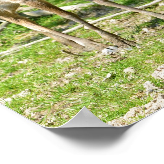 Wiesen-Sika-Reh Poster (Ecke)