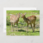 Wiesen-Sika-Reh Postkarte (Vorne/Hinten)
