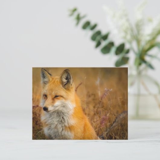 Wiesenfuchs Postkarte (Stehend Vorderseite)