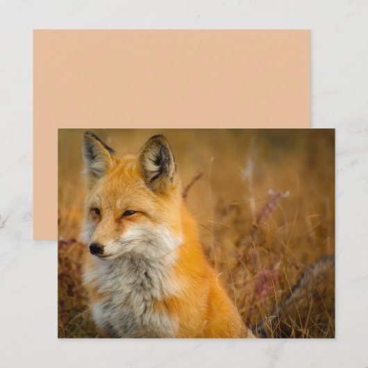 Wiesenfuchs Postkarte (Vorne/Hinten)
