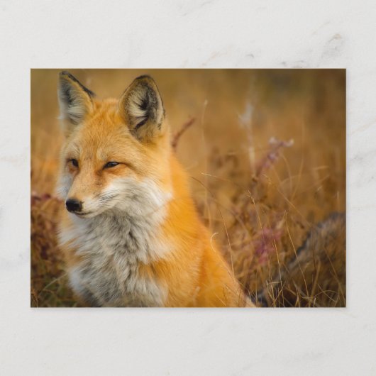 Wiesenfuchs Postkarte (Vorderseite)