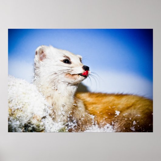 Wiesenposter Poster (Vorne)