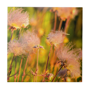 Wiesenrauch-Wildblumen im Espenhain Fliese
