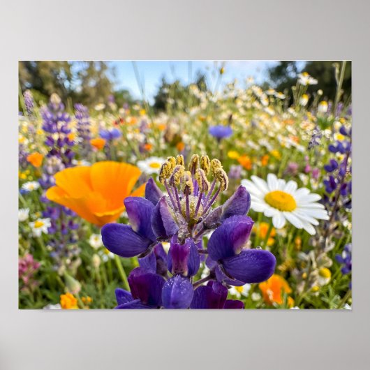 Wiesensinfonie Poster (Vorne)
