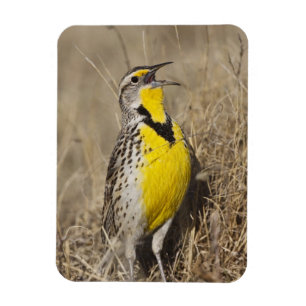 Wiesenstärling (Sturnella neglecta) Magnet