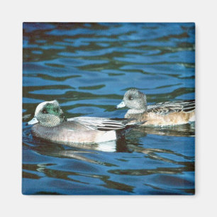 Wigeon-Ente Magnet
