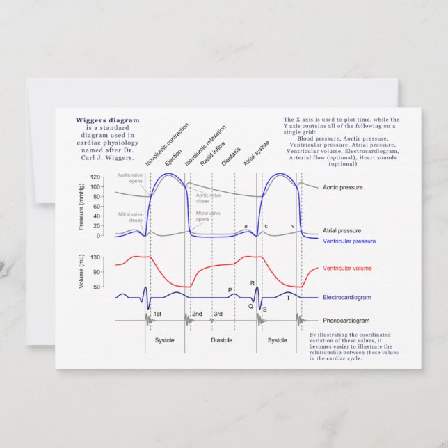 Wiggers-Diagramm (Vorderseite)