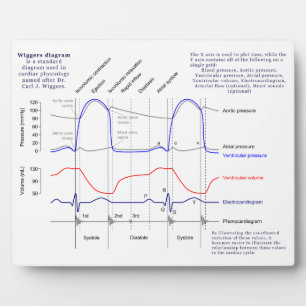 Wiggers-Diagramm Fotoplatte