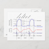 Wiggers Diagramm Kardiakzyklische Ereignisse verla Postkarte (Vorne/Hinten)
