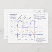 Wiggers-Diagramm Postkarte (Vorne/Hinten)