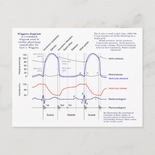 Wiggers-Diagramm Postkarte (Vorderseite)