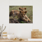 Wild African Lion Cubs Poster (Küche)