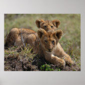 Wild African Lion Cubs Poster (Vorne)