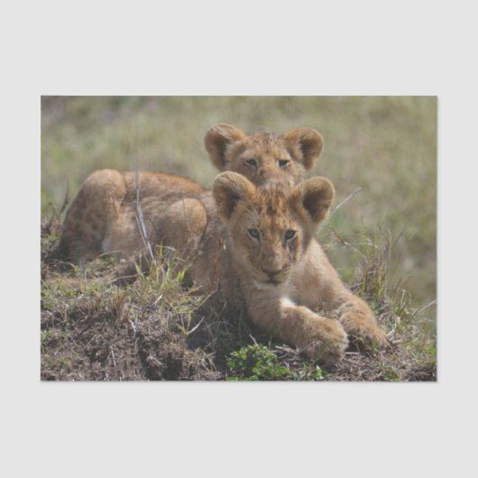 Wild African Lion Cubs Seidenpapier (Vorderseite)