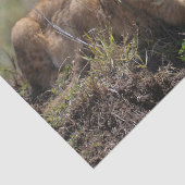 Wild African Lion Cubs Seidenpapier (Ausschnitt)