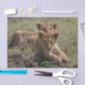 Wild African Lion Cubs Seidenpapier (Handwerk)