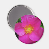 Wild Alberta Rose Kanada Hellrosa Blume Magnet (Vorderseite/Rückseite)