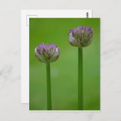 Wild Allium Blume Postcard Postkarte (Vorne/Hinten)