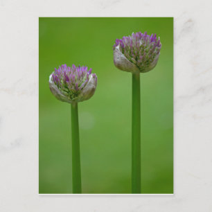Wild Allium Blume Postcard Postkarte