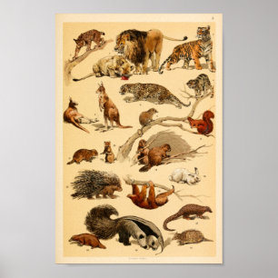 Wild Animal Collection Lion Tiger Kaninchen Print Poster