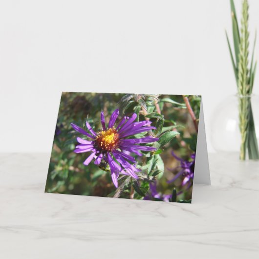 Wild Aster Karte (Vorderseite)