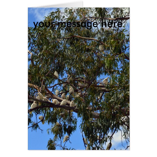 Wild-australische Kakados, (Vorne)