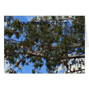 Wild-Australische Weißküken,