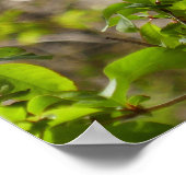 Wild Azalea Bush at Smoky Mountains Poster (Ecke)