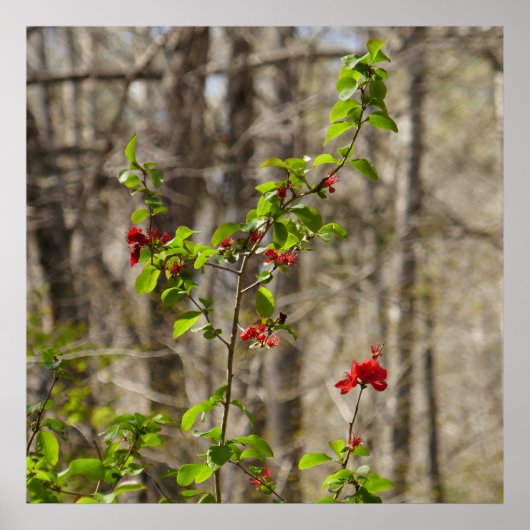 Wild Azalea Bush at Smoky Mountains Poster (Vorne)