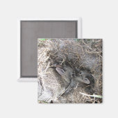 Wild Baby Bunnies Magnet (Vorderseite/Rückseite)