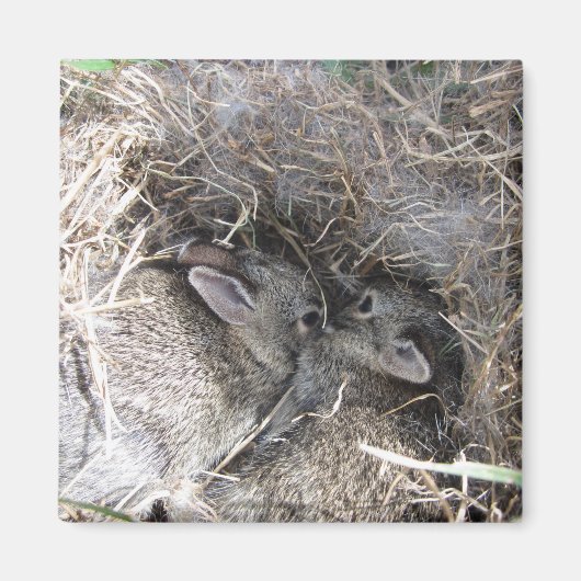Wild Baby Bunnies Magnet (Vorne)