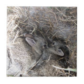 Wild Baby Bunnies Tile Fliese (Vorderseite)