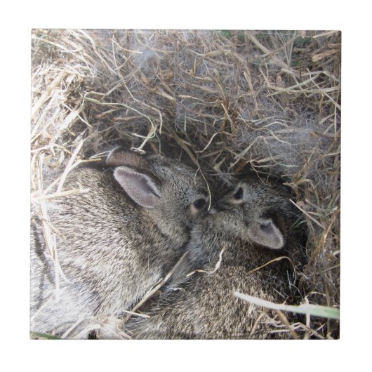 Wild Baby Bunnies Tile Fliese (Vorderseite)