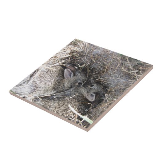 Wild Baby Bunnies Tile Fliese (Seite)