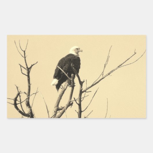 Wild Bald Eagle Stickers (Vorderseite)