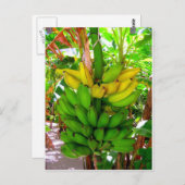 WILD BANANAS! POSTKARTE (Vorne/Hinten)