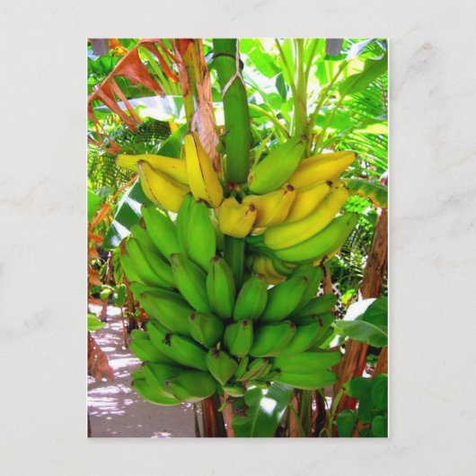 WILD BANANAS! POSTKARTE (Vorderseite)