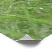 Wild Bay Horse Poster (Ecke)