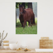 Wild Bay Horse Poster (Küche)