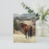 Wild Bay Horse. Theodore Roosevelt Nationalpark Postkarte (Stehend Vorderseite)