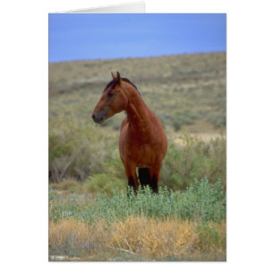 Wild Bay Horse, Wyoming