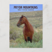 Wild Bay Horse, Wyoming Postkarte (Vorderseite)