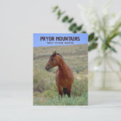 Wild Bay Horse, Wyoming Postkarte (Stehend Vorderseite)