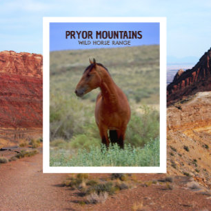 Wild Bay Pferd, Wyoming Postkarte