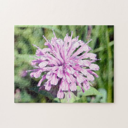 Wild Beramot - (Pink Bee Balm) Puzzle (Horizontal)