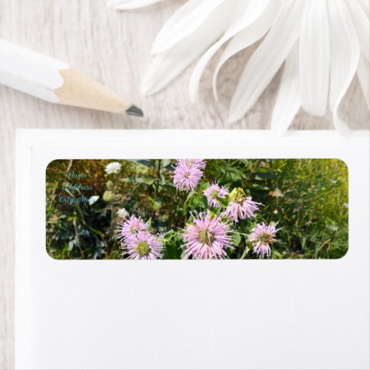 Wild Bergamot Debut (Insitu)