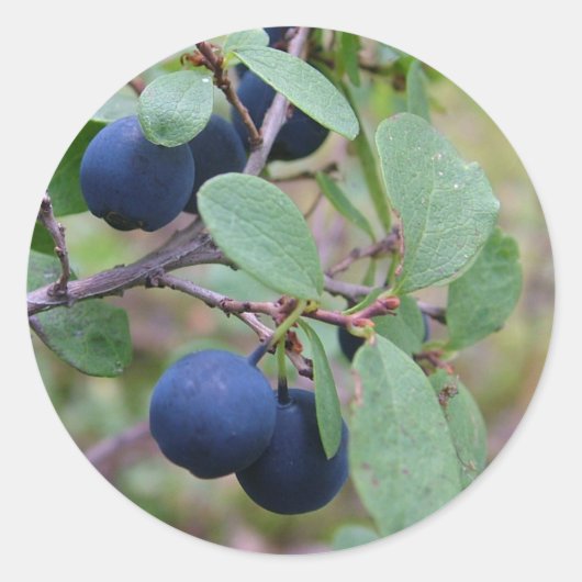 Wild-Berries-Aufkleber Runder Aufkleber (Vorderseite)